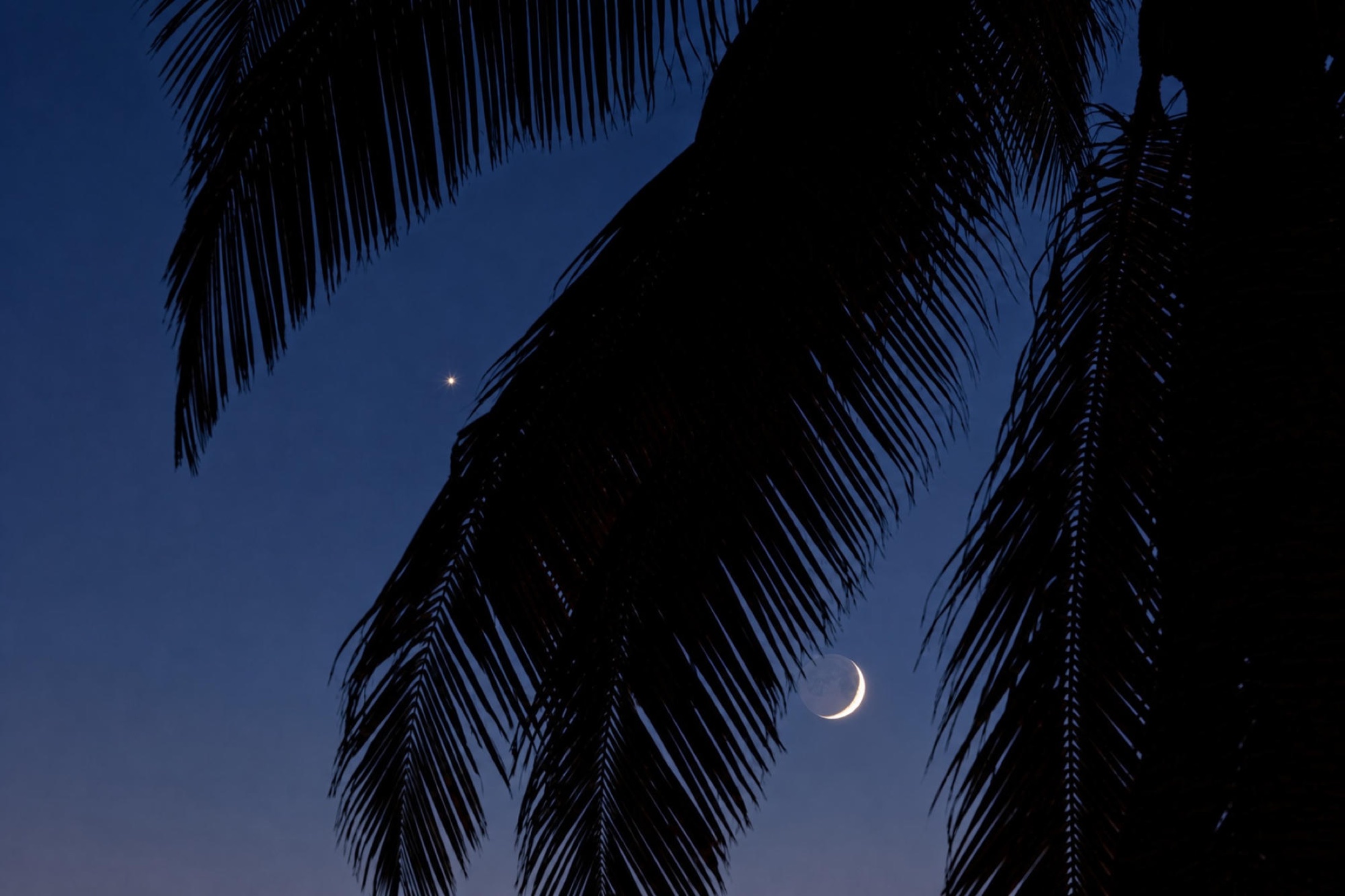 Venus, moon, and palm fronds