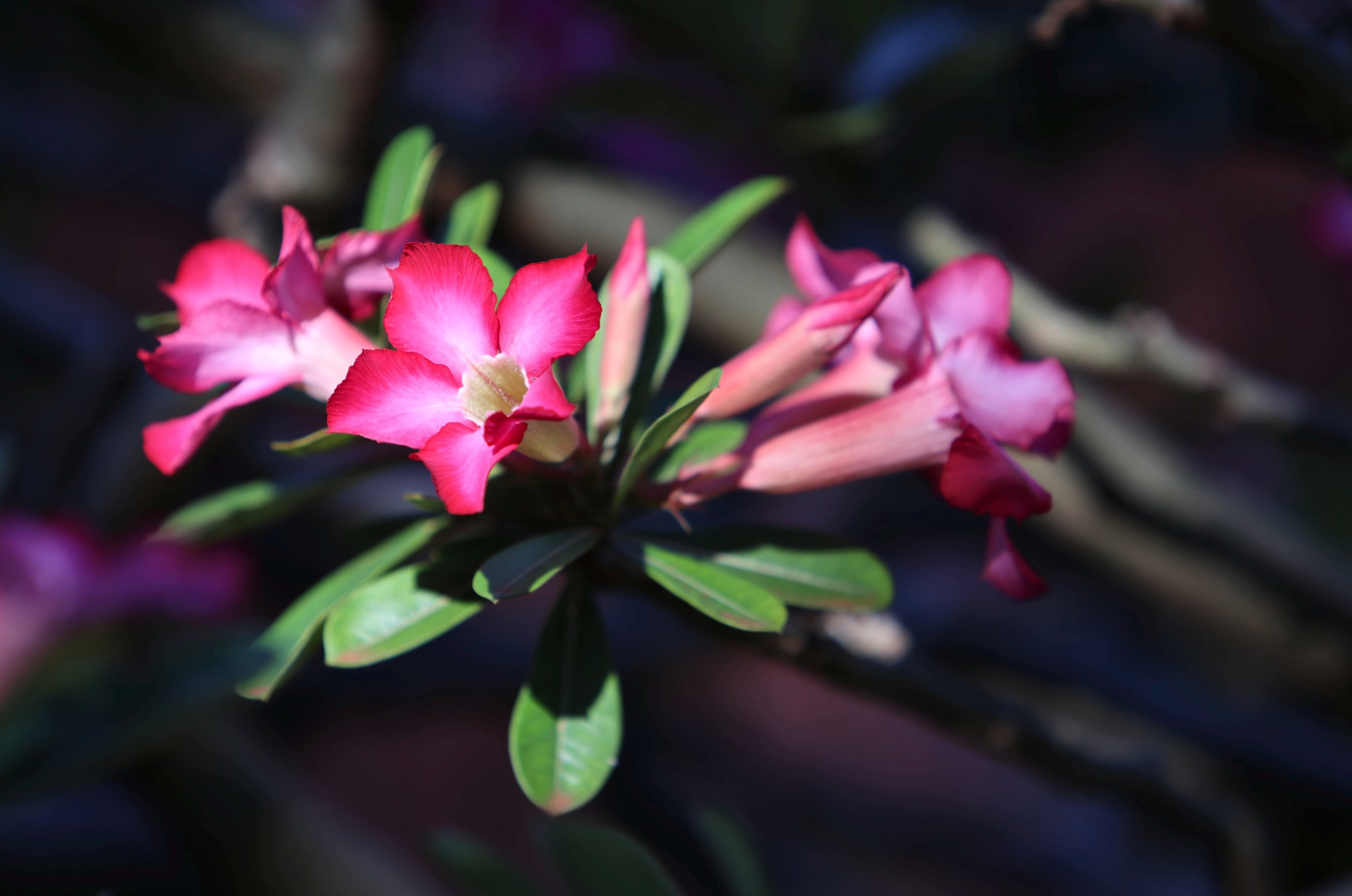 Pink desert rose blossoms