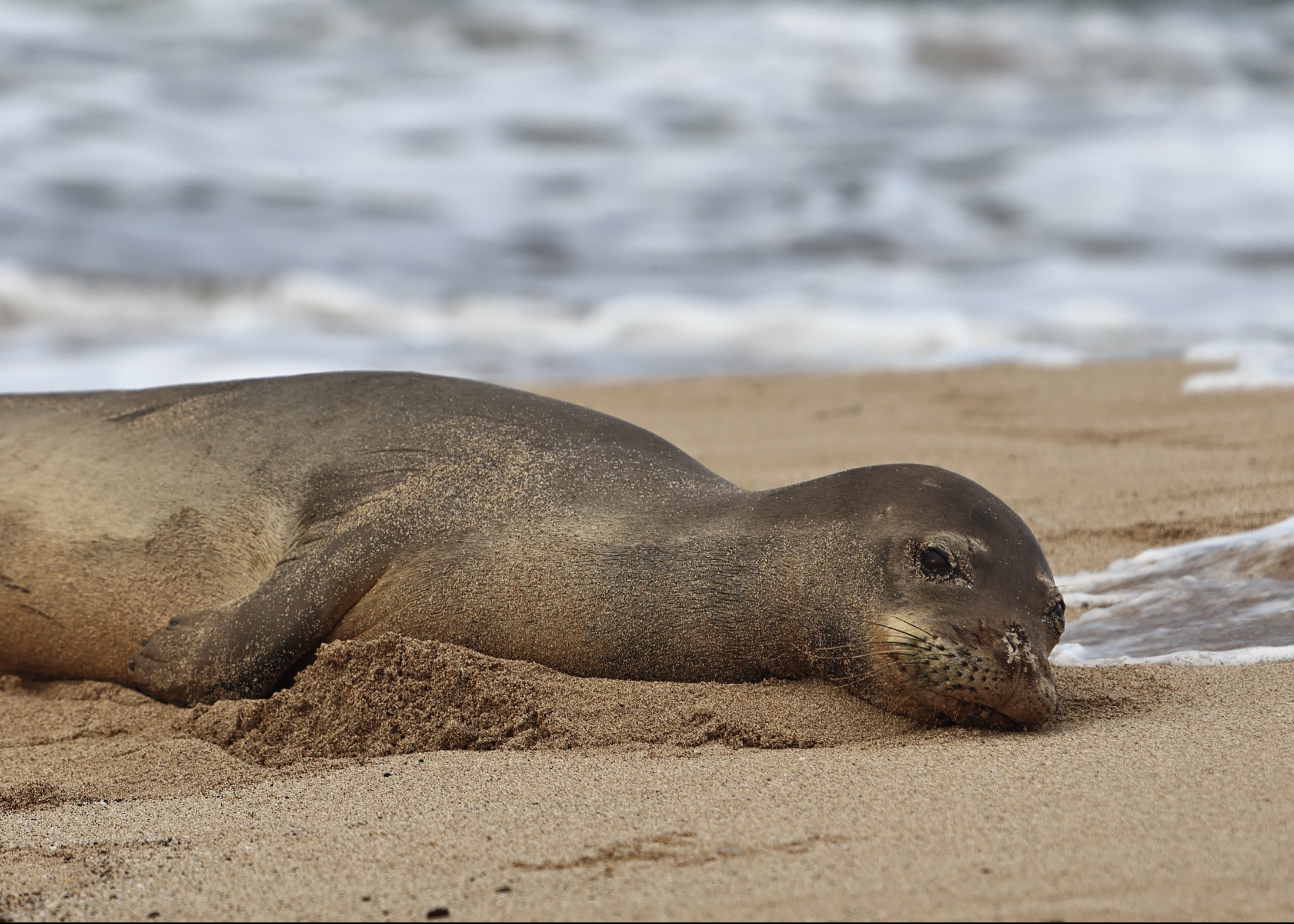 Monk seal at rest