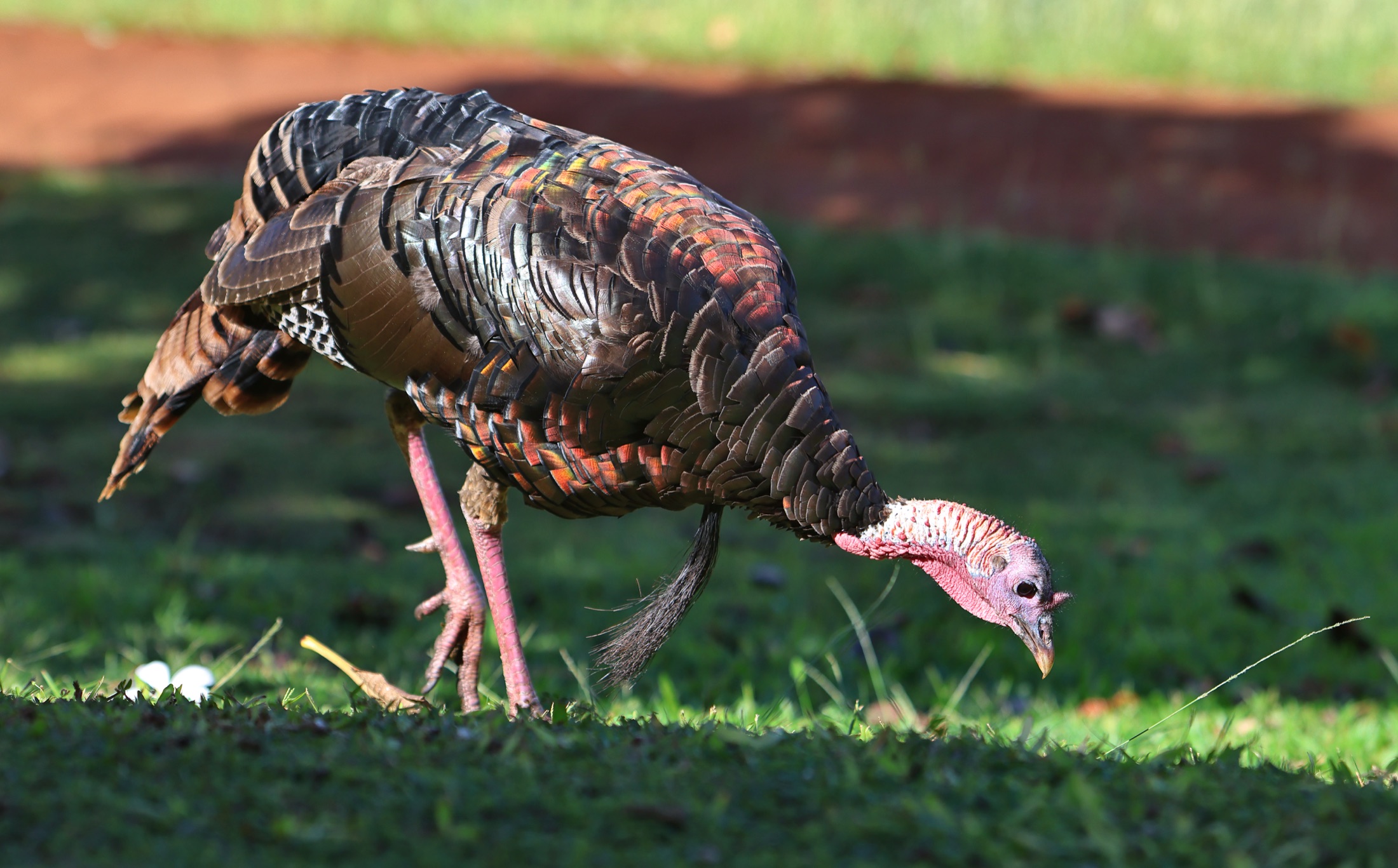 Tom turkey at Kepuhi Beach